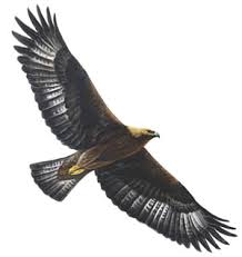 http://www.rspb.org.uk/wildlife/birdguide/name/g/goldeneagle/index.asp